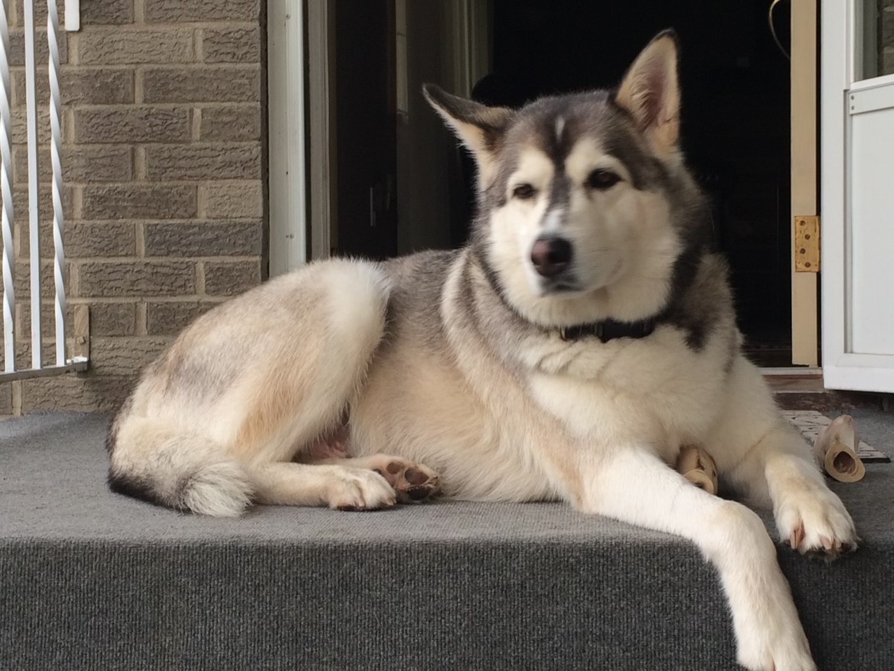 Brady, Frank Higgins beloved late husky.